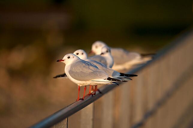 Bild 1: Sag' mir, wo die Möwen sind: Während heimische Vögel am Bodensee immer seltener zu sehen sind, nimmt die Anzahl der eingeflogenen Tiere zu