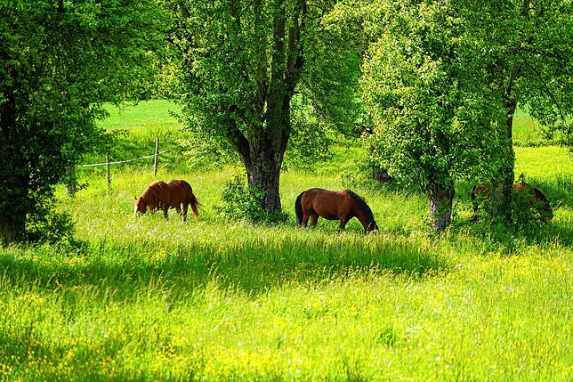 Idylle herrscht am Hasenhof.