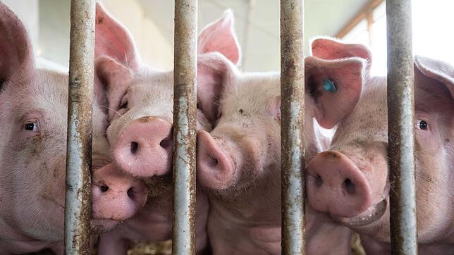 Um Schweinefleisch billig zu produzieren setzen viele Hersteller auf das Hormon PMSG, das aus dem Blut von Pferden gewonnen wird.