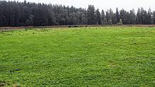 Als Standort einer zentralen Heizanlage wurde die Büffelweide favorisiert. Bis zur konkreten Planung bleibt die aktuelle Nutzung ...