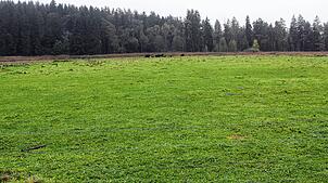 Als Standort einer zentralen Heizanlage wurde die Büffelweide favorisiert. Bis zur konkreten Planung bleibt die aktuelle Nutzung ...