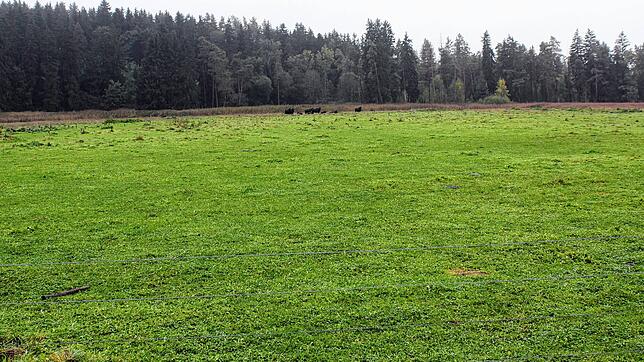 Als Standort einer zentralen Heizanlage wurde die Büffelweide favorisiert. Bis zur konkreten Planung bleibt die aktuelle Nutzung ...