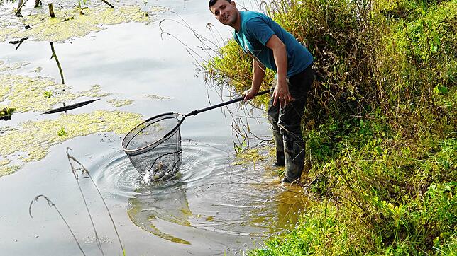 Johannes Ritzi setzt die geretteten Fische aus dem Körbelbach Büßlingen in den Lauterbach in Uttenhofen. Auf diese Art wurden weit mehr ...