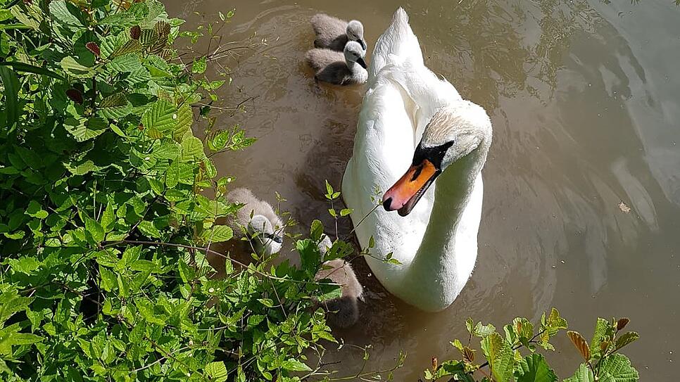 Nachwuchs: Eine Schwanenmutter und ihre Jungen (Aufnahme vom 30. Mai 2019).