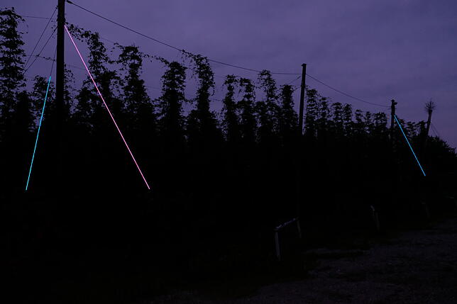 Im Dunkeln setzt die Installation von Franz John Kraftlinien des Hopfengartens ins Licht.