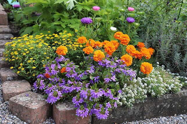 Ein bepflanztes Eck mit Husarenknöpfchen, Tagetes &bdquo;Deep Orange&ldquo;, Fächerblume, Steinkraut und der Astern-Mischung ...