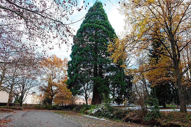 Der Mammutbaum am Rande des Rauensteinparks.