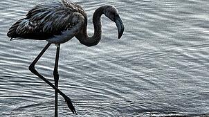 Ein grau gefiederter junger Flamingo steht am Ufer des Titisees im Schwarzwald. Es ist nicht bekannt, woher er kommt.