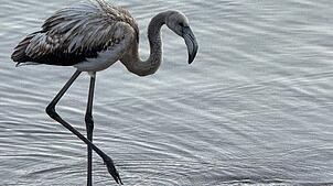 Ein grau gefiederter junger Flamingo am Ufer des Titisees im Schwarzwald.