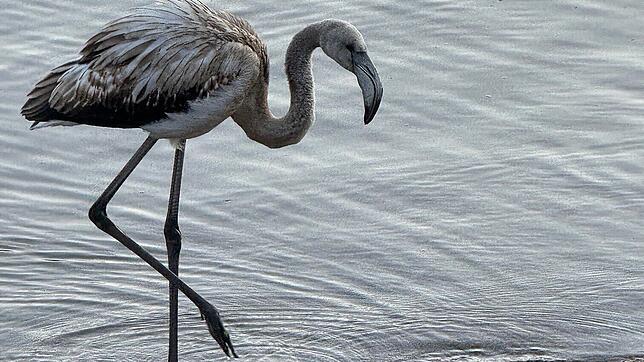 Ein grau gefiederter junger Flamingo am Ufer des Titisees im Schwarzwald.