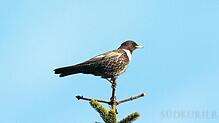 Mit etwas Glück kann beim ersten Feldberger Vogeltag am 4. Juni auch die Alpenringdrossel beobachtet werden. Bild: LUBW