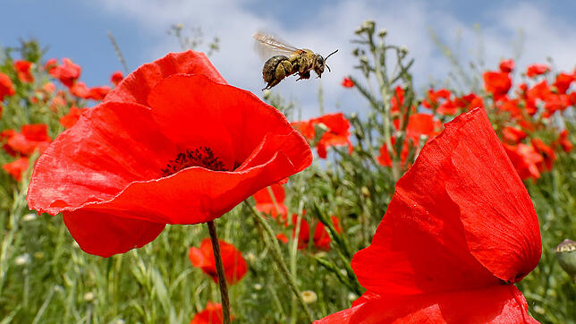 Ihre Zukunft ist gefährdet: Eine Biene auf einer Blumenwiese im Südwesten.