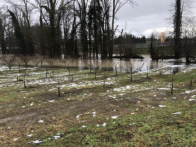Zwischen Eichenmühle/Hof Hofen und der neuen Bundesstraße stehen die Obstbäume unter Wasser.