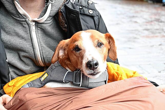 Fabians Hund Spike. Den Jack Russell-Beagle-Mischling hat er vor zwei Jahren in einem Kleinanzeigen-Portal im Internet gefunden.