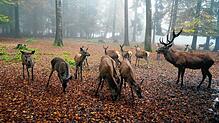 Stimmungsvolle Atmosphäre: Blick ins Rotwildgehege des Waldshuter Wildgeheges an einem nebligen Morgen, rechts Hirsch Bugl.