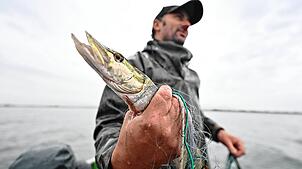 Ein Fischer hält auf dem Bodensee einen Hecht in der Hand. Der Raubfisch gilt nicht nur am Bodensee als Delikatesse.