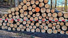 Nach den Forstarbeiten im Tiefental stapeln sich die Baumstämme.