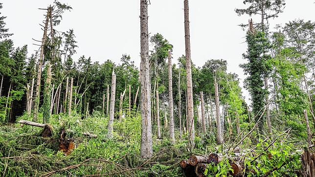 Bild : Umgestürzte Bäume sorgen für viel Arbeit für alle: Die Bilder nach dem Unwetter aus Radolfzell