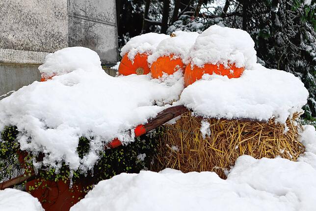 Bild 21: So schön ist der Schnee in Bad Säckingen und auf dem Hotzenwald! Wir haben die Bilder