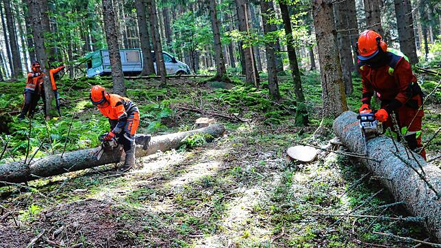 Frauen-Power im Wald: Vier Frauen lernten im Motorsägenkurs den richtigen Umgang mit dem Gerät.
