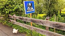 Ein Huhn steht auf dem Gehweg während daneben ein Schild mit Hühnern auf einem Zebrastreifen zu sehen ist.