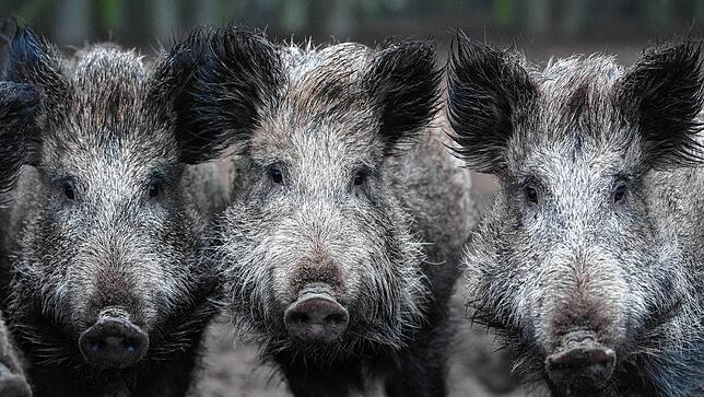 Wildschweine schauen in einem Tiergehege in die Kamera.