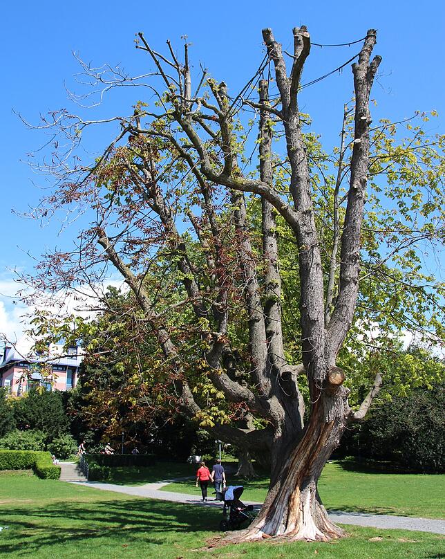 Bild 2: Die Uferpark-Kastanie ist weg: Der über hundert Jahre alte Baum musste gefällt werden