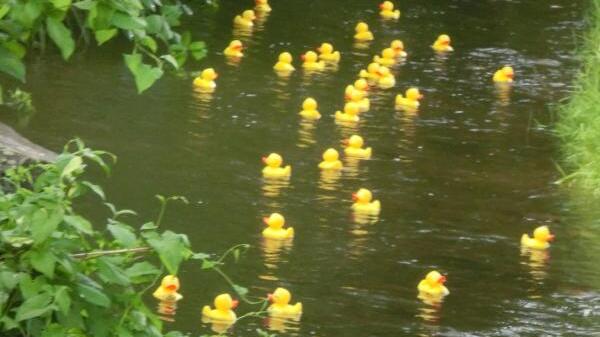 Rund 2000 gelbe Kunststoff-Enten werden sich Anfang September auf dem Gießenbach tummeln.