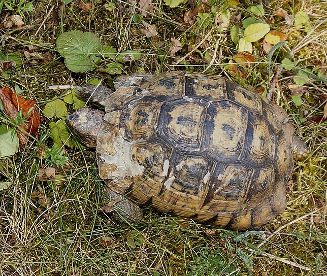 Besonderer Gast: Jamie, eine maurische Landschildkröte, hat bereits Aussicht auf eine baldige Vermittlung.