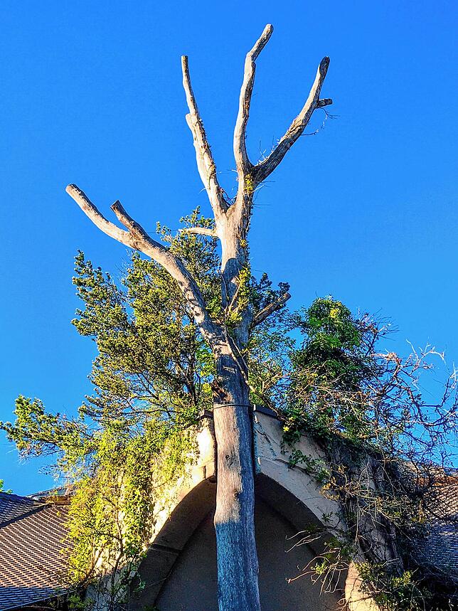 So kann organische Architektur aussehen: Das Gebäude des Naturata-Kaufhauses in Überlingen ist verbunden mit dem im Vorgarten stehenden ...