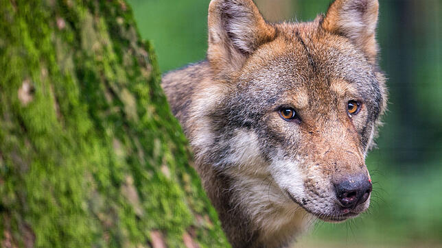 Im nördlichen Gemeindegebiet der Stadt Waldshut-Tiengen wurden per Fotofallen zwei Wolfssichtungen registriert.