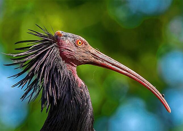 Ein Waldrapp: Die Tiere erfreuen sich in Überlingen und der Region großer Beliebtheit.