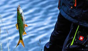 Ein Fisch hängt an der Angel. Die Tiere dürfen laut Gesetz nur für den eigenen Verzehr geangelt werden, nicht aber nur zum Spaß. Foto: ...