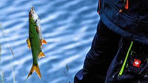 Ein Fisch hängt an der Angel. Die Tiere dürfen laut Gesetz nur für den eigenen Verzehr geangelt werden, nicht aber nur zum Spaß. Foto: ...