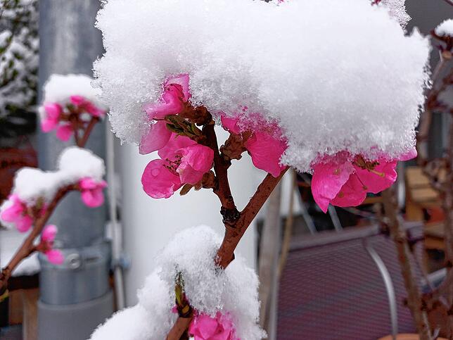 Eingeschneite Blüten in Friedrichshafen.