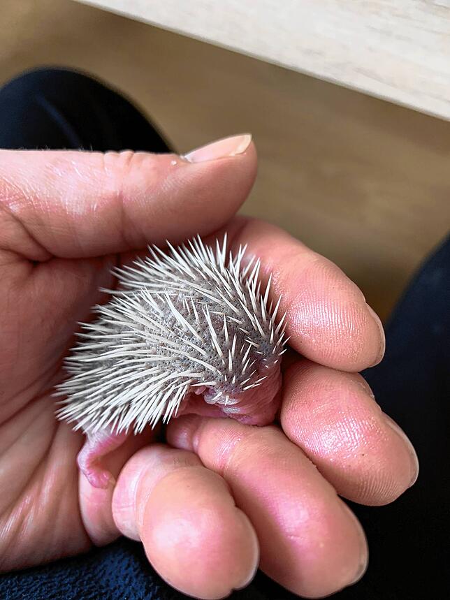 Erst ein paar Tage alt ist dieses Igel-Baby &ndash; die Stacheln sind noch ganz weich und die Augen geschlossen.