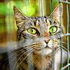 Eine Katze sitzt hinter den Gittern eines Tierheims.