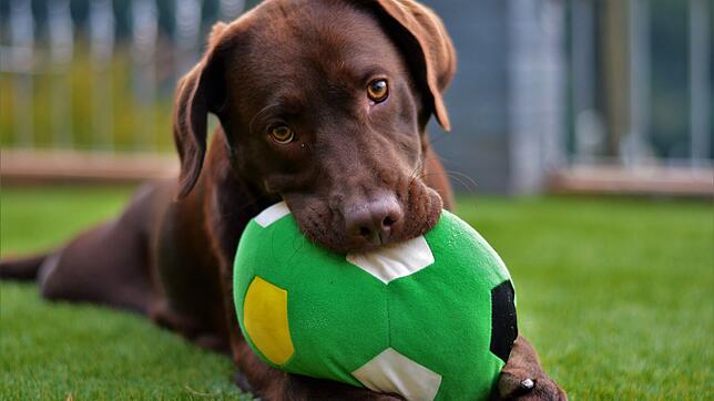 Auch wenn der ein oder andere Ball in Mitleidenschaft gezogen werden könnte: Der Labrador Retriever gilt als perfekter Familienhund – ...