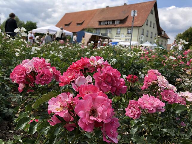 Bild 4: Die schönsten Rosen aus dem Rosendorf Nöggenschwiel
