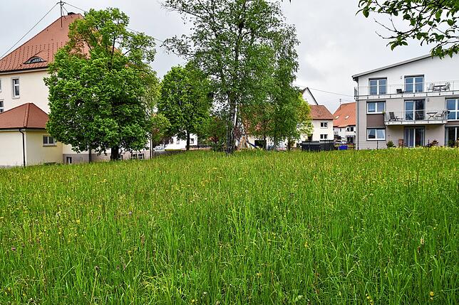 Diese Bäume neben dem Schulhaus müssten dem geplanten Mehrfamilienhaus weichen.