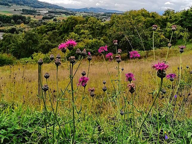 Blick auf eine Streuobstwiese am Galgenberg.