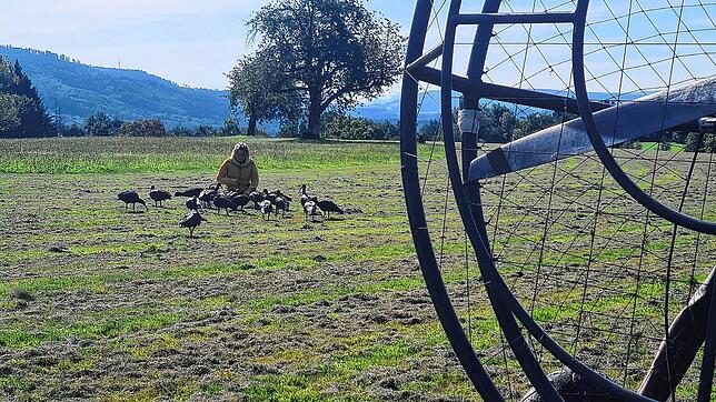 Eine Betreuerin holt die Vögel auf dem Dinkelberg ab.