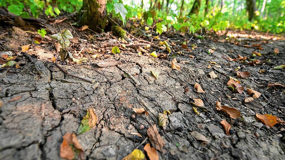 Der Wald leidet immer noch unter der Trockenheit und kann sich nicht von der Dürre der heißen Sommer (hier 2020) erholen.