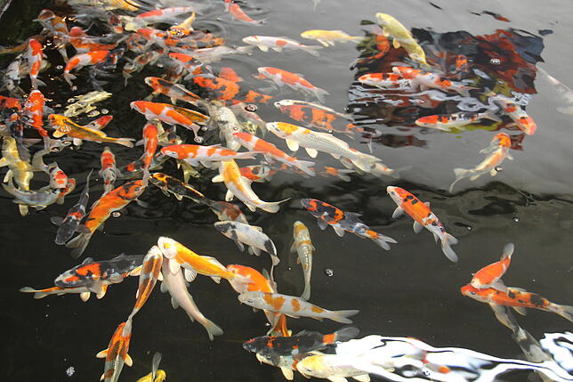 Bild 3: Ein Leben mit dem Koi: Seit 29 Jahren vertreibt Richard Hilble japanische Fische. Wir haben uns bei ihm umgeschaut &ndash; mit Bildern und Videos!