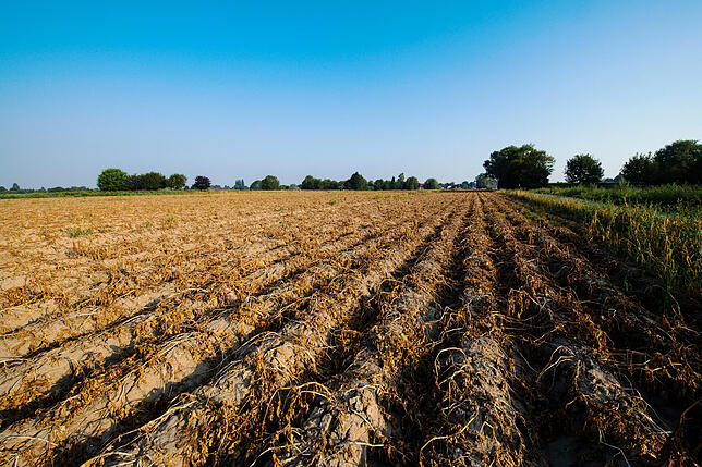 Durch Hitze vertrocknete Kartoffelpflanzen auf einem Feld in Nordrhein-Westfalen. Die Landwirtschaft leidet unter dem trockenen Wetter.