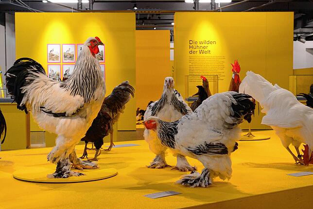 Die Hühner-Ausstellung im Museum Allerheiligen sollte in Schaffhausen Teil der Museumsnacht sein. Das Motto lautete ...