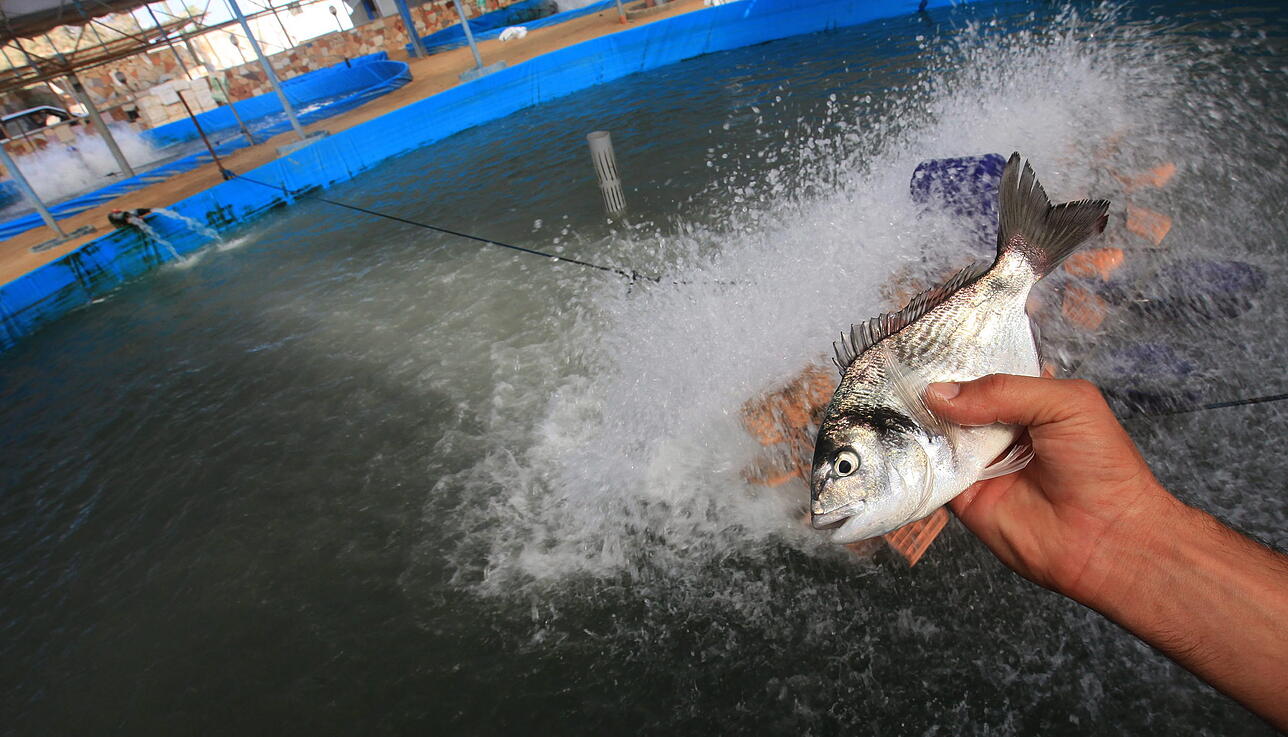 Bodensee: Seesaibling, Zander, Hecht: Diese Fische leben im Bodensee