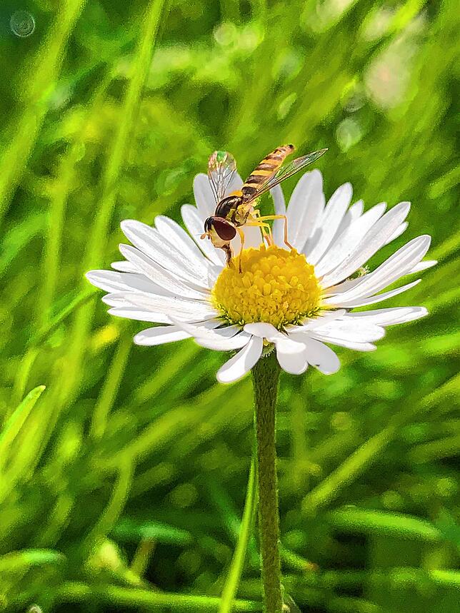 Aufgenommen in Sumpfohren bei Hüfingen: Auch die Insekten fühlen sich in der Sonne wohl.