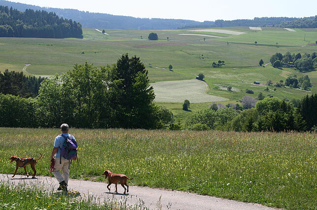 Wandern gehört bei einem Urlaub im Schwarzwald dazu &ndash; wie hier in Bad Säckingens Nachbarschaft auf dem Hotzenwald.