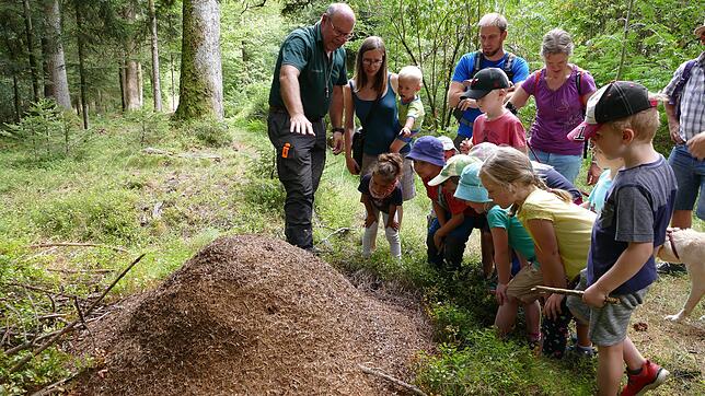 Viel Interessantes gab es für die Kinder bei der Wanderung mit dem Förster Werner Gebhardt zu entdecken – etwa einen Ameisenhügel.